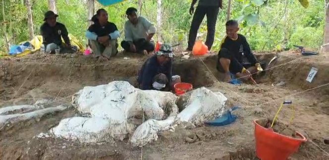 
					Rangka Gajah Purba Berusia 800 Ribu Tahun Ditemukan di Nganjuk!