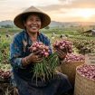Petani bawang saat panen raya 